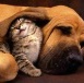 Cane e gatto - Passaporto europeo per cane gatto e furetto - Dott. Davide Perini -
